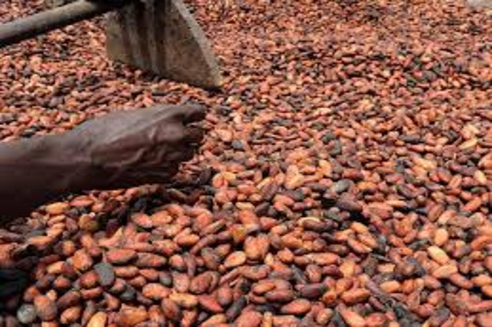 Ghana’s Cocoa Buyers Face Up to $750 Million in Bank Debt Amid Liquidity Crisis